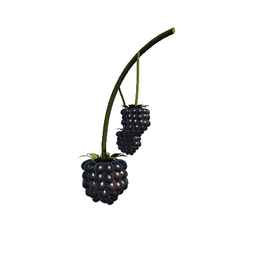 Blackberries_Branch