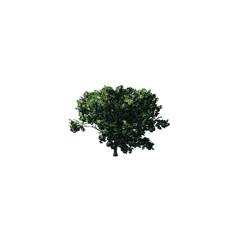 TreeGen04-Hawthorn02-1258