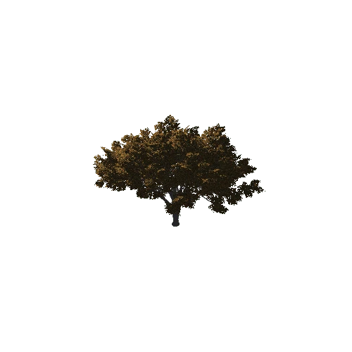 TreeGen04-Hawthorn02-1259