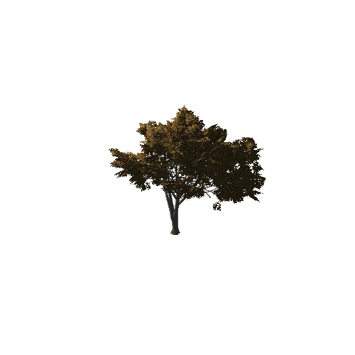 TreeGen04-Hawthorn02-1260