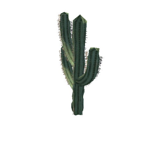 Cactus_1_3