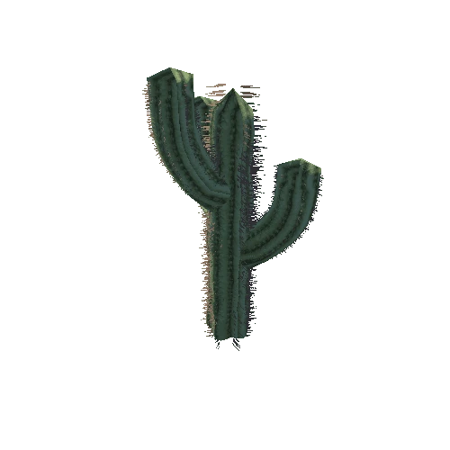 Cactus_2_3