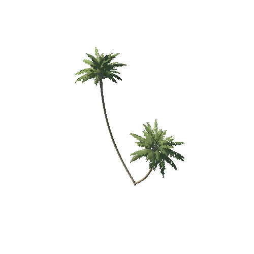 Palm_1_13