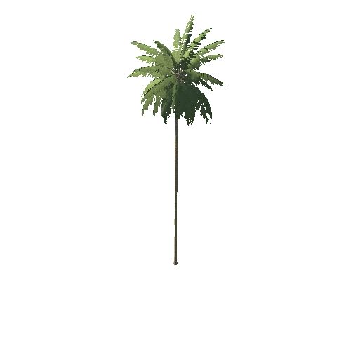 Palm_1_3