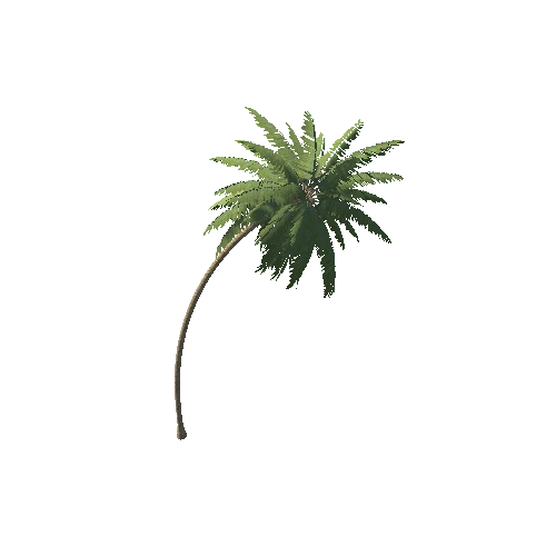 Palm_1_5