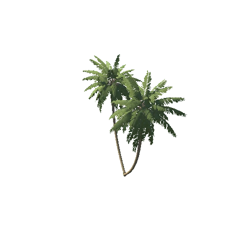 Palm_1_6