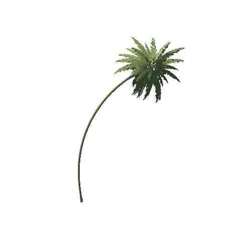 Palm_1_9