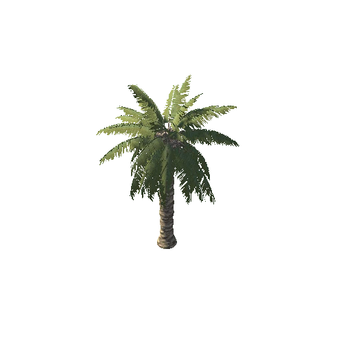 Palm_2_2