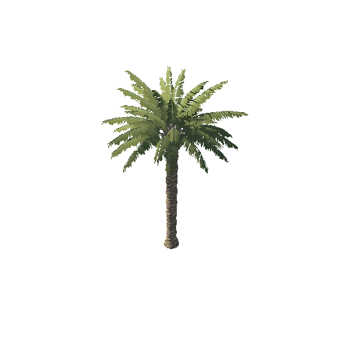Palm_2_5