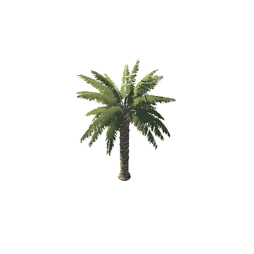 Palm_2_6