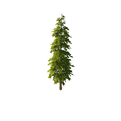 Pine_1_16