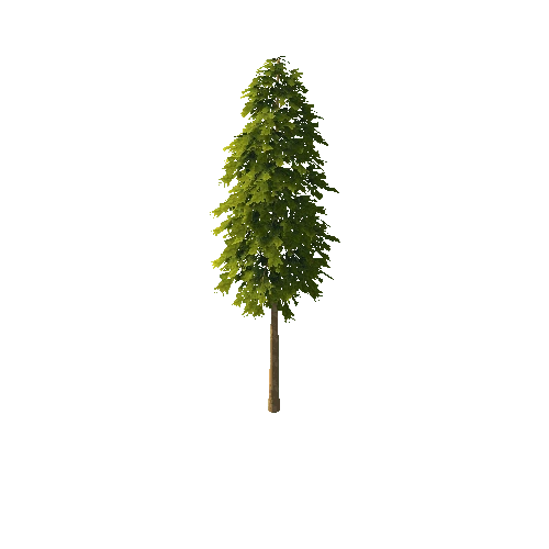 Pine_1_4