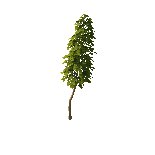 Pine_1_5