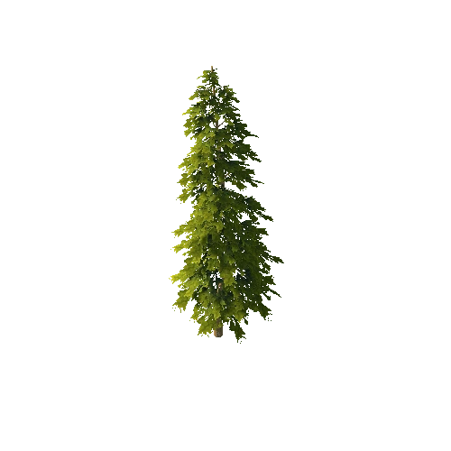 Pine_1_6