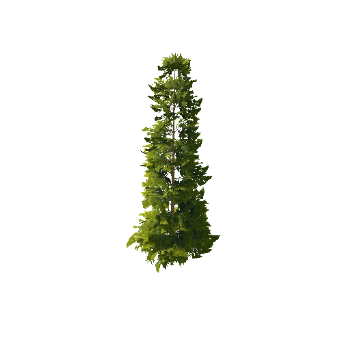 Pine_1_8