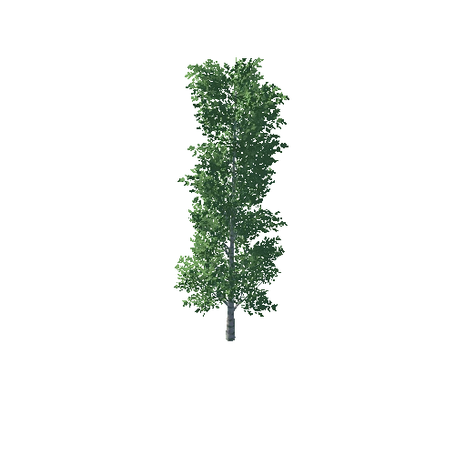 Poplar_1_1