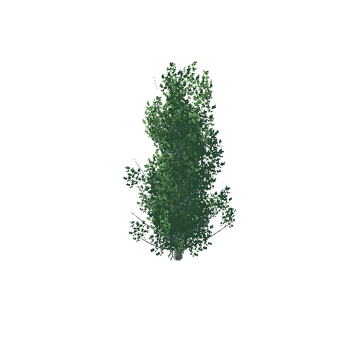 Poplar_1_11