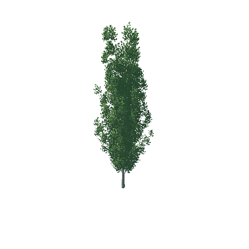 Poplar_1_14