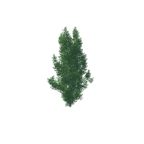 Poplar_1_17