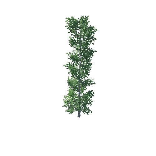 Poplar_1_3