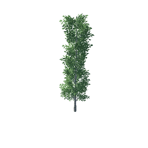 Poplar_1_4