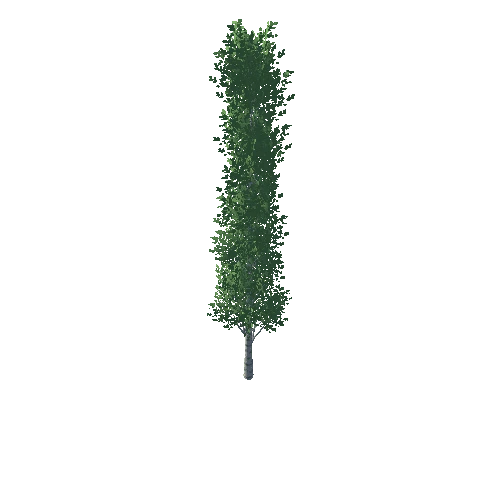 Poplar_1_5