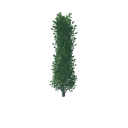 Poplar_1_6