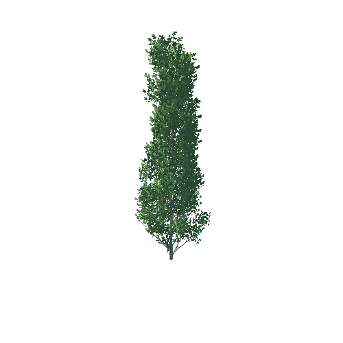 Poplar_1_8