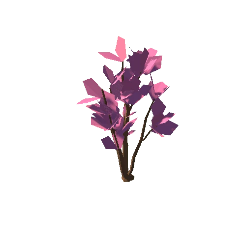 bush-magnolia-flowering-mature-a