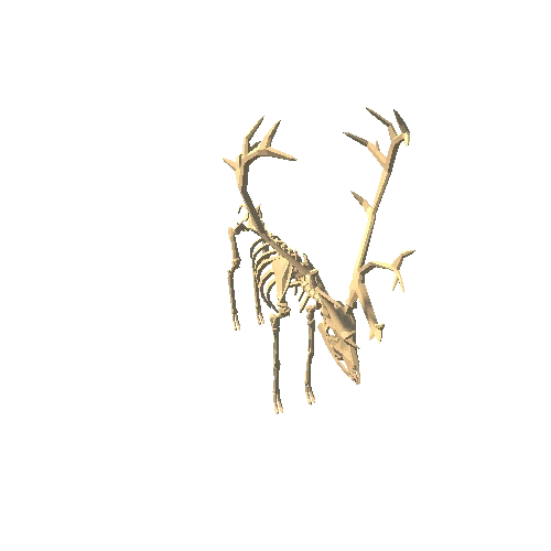 caribou-skeleton