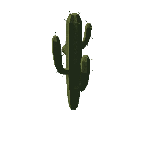 succulent-cactus-tall-mature-a