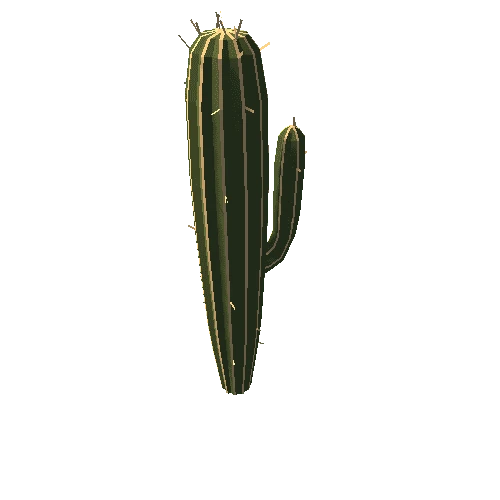 succulent-cactus-tall-mature-b