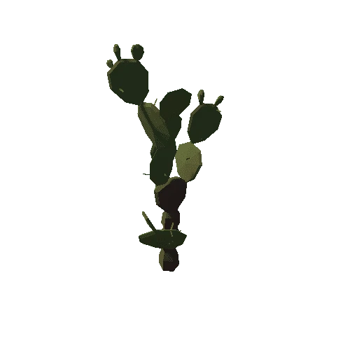 succulent-opuntia-mature-a