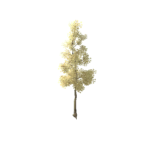 TFF_Aspen_Tree_02B