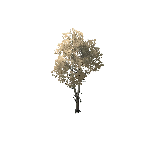 TFF_Birch_Tree_Dry_01A