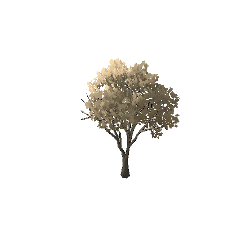 TFF_Birch_Tree_Dry_02A