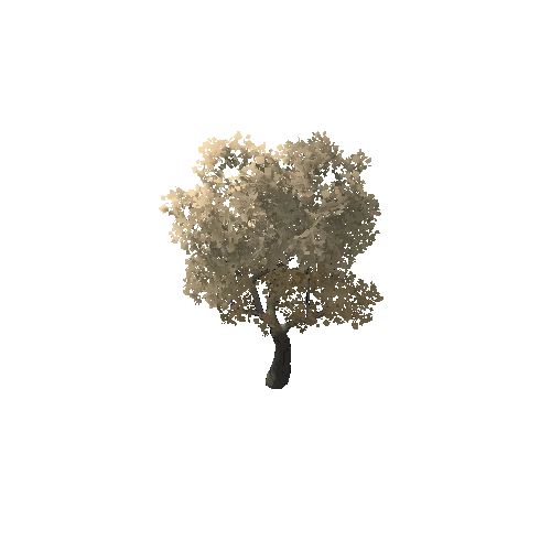 TFF_Oak_Tree_01C