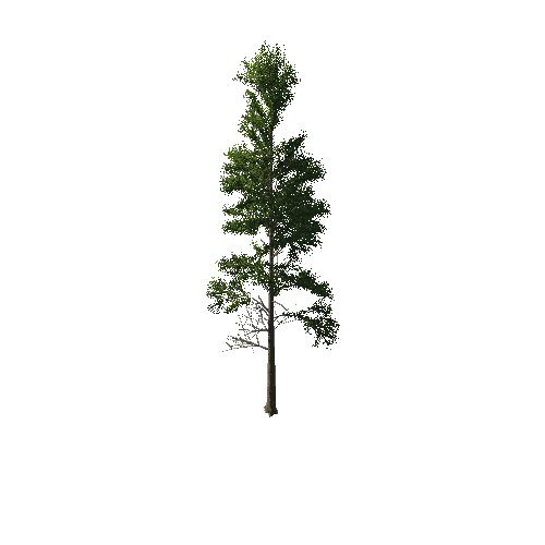 TreeGen04-PineTree01-380-TP