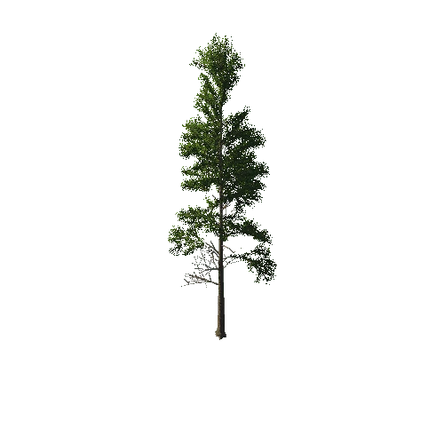 TreeGen04-PineTree01-380