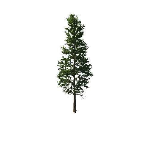 TreeGen04-PineTree01-381