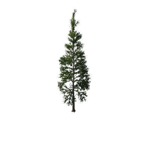 TreeGen04-PineTree01-382-TP