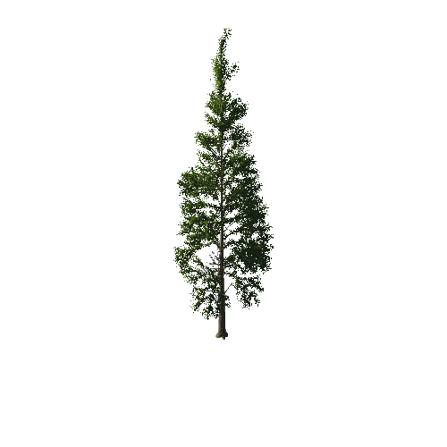 TreeGen04-PineTree01-382