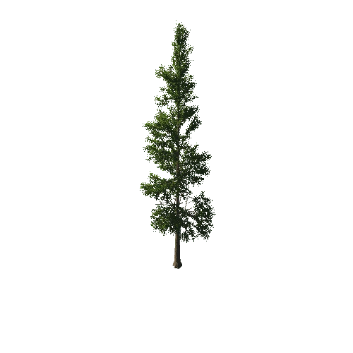 TreeGen04-PineTree01-383-TP