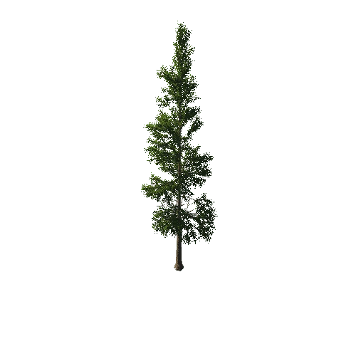 TreeGen04-PineTree01-383