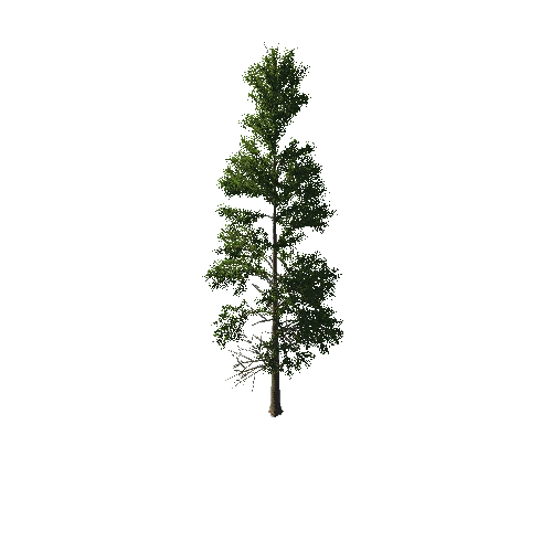TreeGen04-PineTree01-384-TP