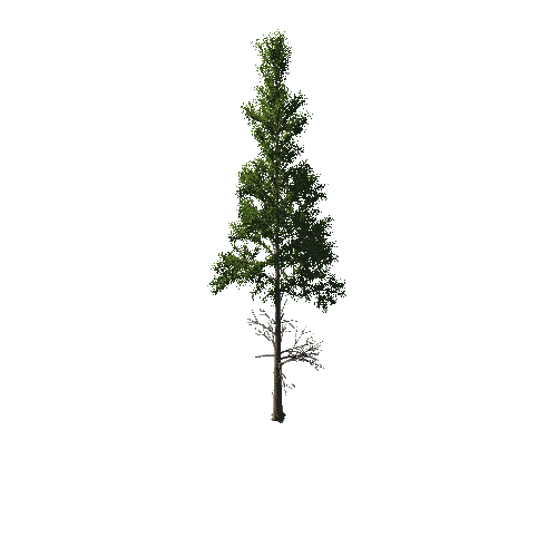 TreeGen04-PineTree01-385-TP