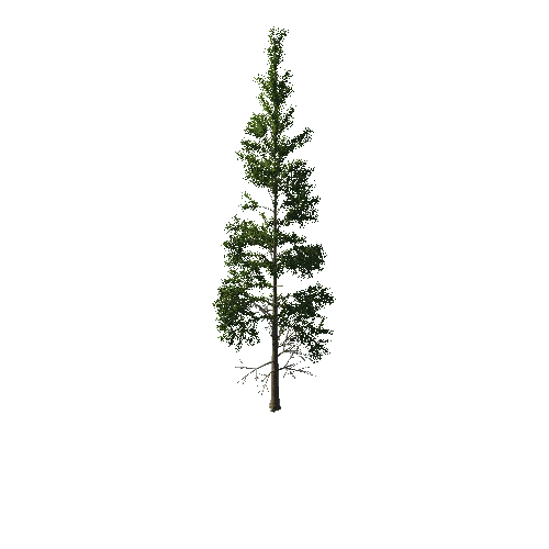 TreeGen04-PineTree01-386-TP