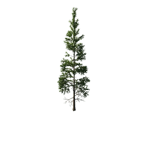 TreeGen04-PineTree01-386