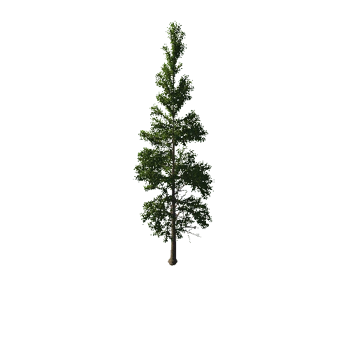 TreeGen04-PineTree01-387-TP