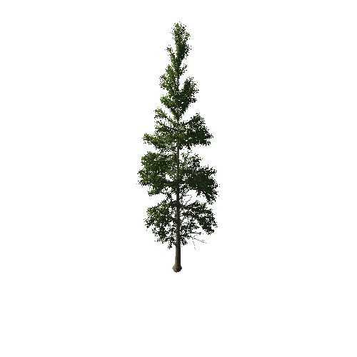 TreeGen04-PineTree01-387